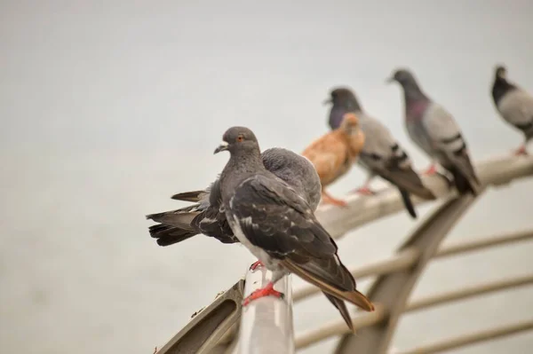 Eine Luftaufnahme Von Tauben Die Auf Einem Zaun Strand Hocken — Stockfoto