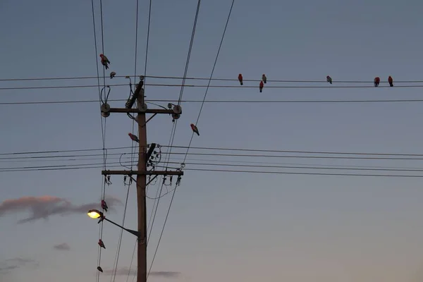Низкоугольный Снимок Птиц Сидящих Проводах Передающей Башне Мрачном Фоне Заката — стоковое фото
