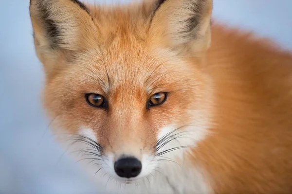 Portrait Beautiful Ezo Red Fox — Stock Photo, Image