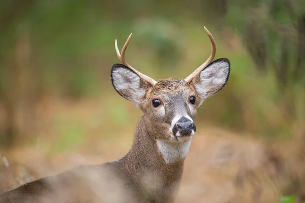 Whitetail Deer Bock Med Horn Står Skogen Mjukt Mulet Ljus — Stockfoto