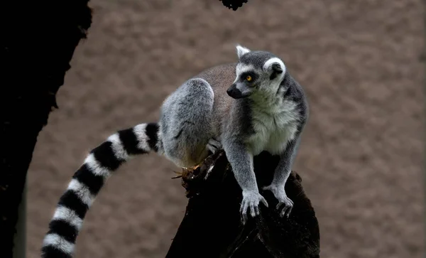 Ring Tailed Lemur Sitting Rock Looking Side Blur Background — Stock Photo, Image
