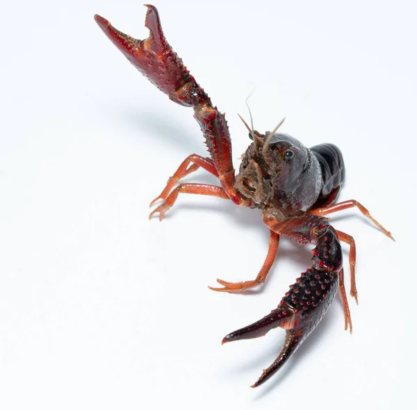 Detailní Záběr Kraba Procambarus Clarkii Bílém Pozadí — Stock fotografie