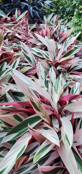 Closeup Stromanthe Sanguinea Garden — Stock Photo, Image