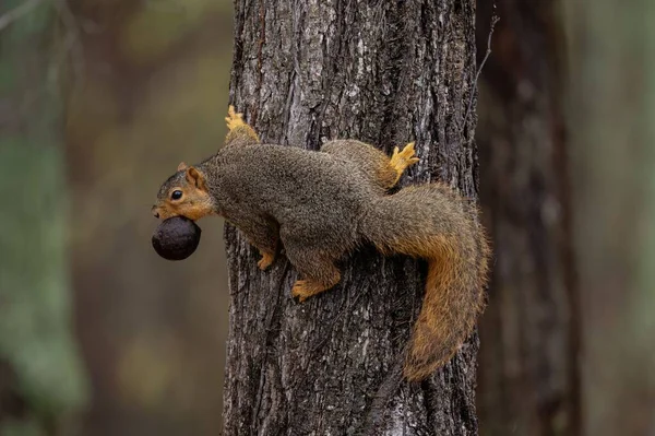 Selective Focus Shot Squirrel Tree Trunk — Stock Photo, Image