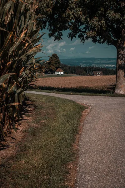 시골에 농작물 사이를 가로지르는 도로가눈에 들어옵니다 — 스톡 사진