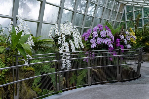 Красивые Орхидеи Национальных Сингапурских Ботанических Садах — стоковое фото