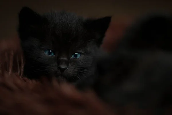 Geçmişi Bulanık Mavi Gözlü Güzel Siyah Bir Kedi Yavrusunun Portresi — Stok fotoğraf