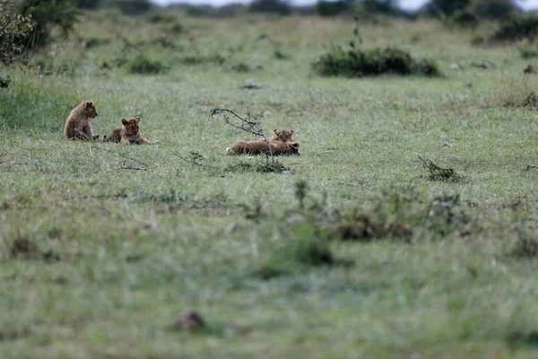Cuccioli Leone Del Topi Pride Giocano Masai Mara Kenya Adorabile — Foto Stock