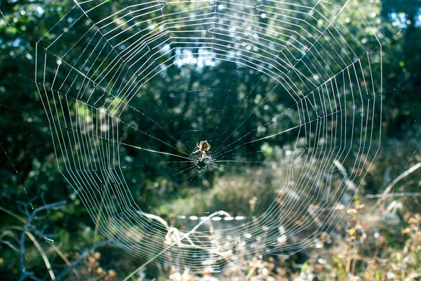 Fotografie Aproape Unui Păianjen Web Fundal Încețoșat Într Însorită — Fotografie, imagine de stoc
