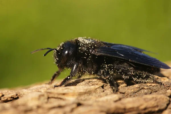 Detailní Záběr Velké Černé Tesařské Včely Dřevě Poli Pod Slunečním — Stock fotografie