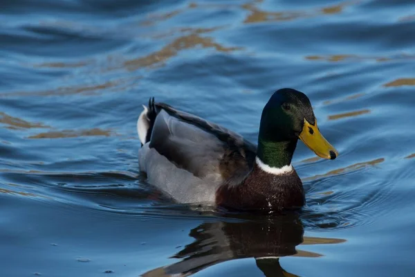 Adorable Mallard Duck Swimming Lake — Stock Photo, Image