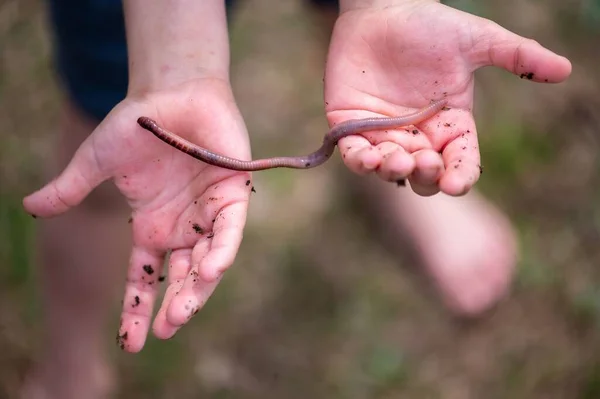 stock image An earthworm on a girl's hands on a blurry background