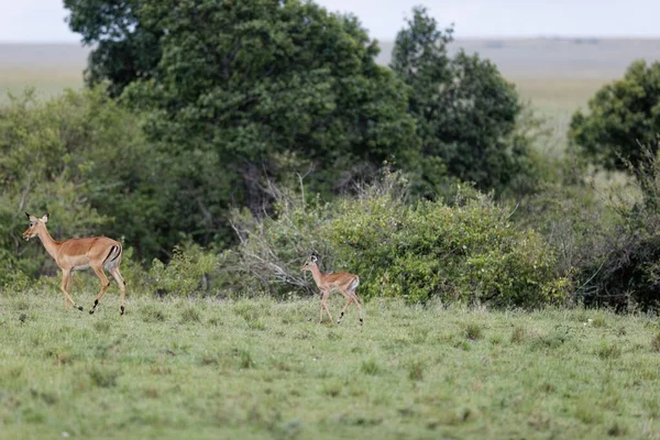 Baby Impala Its Mom Masai Mara Kenya — Stock fotografie