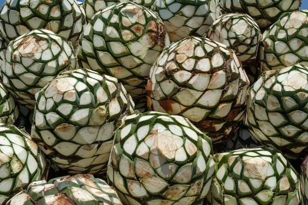 Primer Plano Frutas Agave Apiladas Granja Producción Tequila —  Fotos de Stock