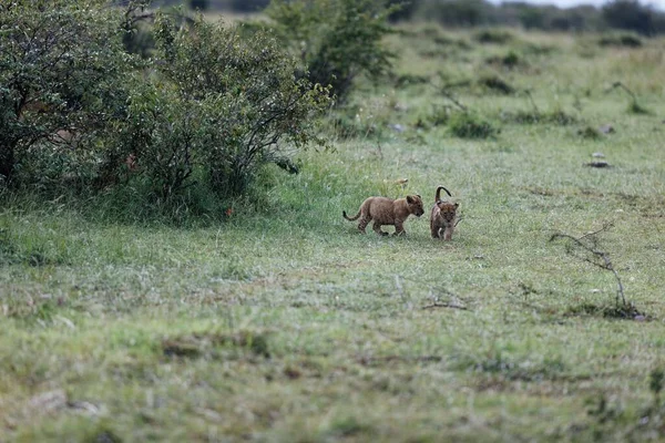 Dwa Młode Lwy Topi Pride Relaksujące Się Masai Mara Kenii — Zdjęcie stockowe