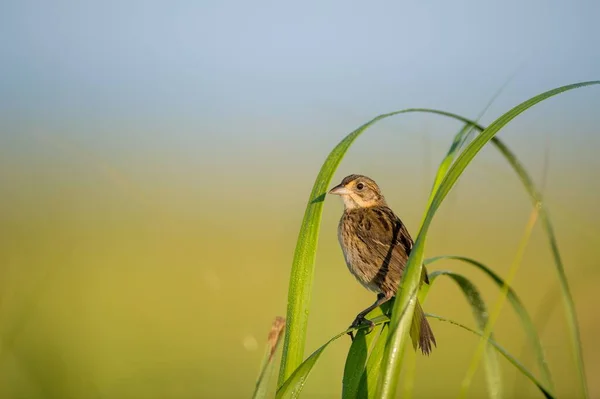 清晨的阳光下 一只海滨麻雀栖息在沼泽地的草丛中 它有着光滑的绿色和蓝色的背景 — 图库照片