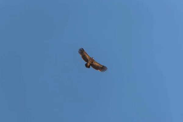 Низкоугольный Снимок Стервятника Раскрытыми Крыльями Парящего Голубом Небе — стоковое фото