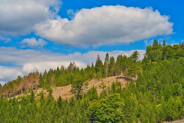 Les Beaux Arbres Verts Forêt Thuringienne Sur Une Pente Avec — Photo