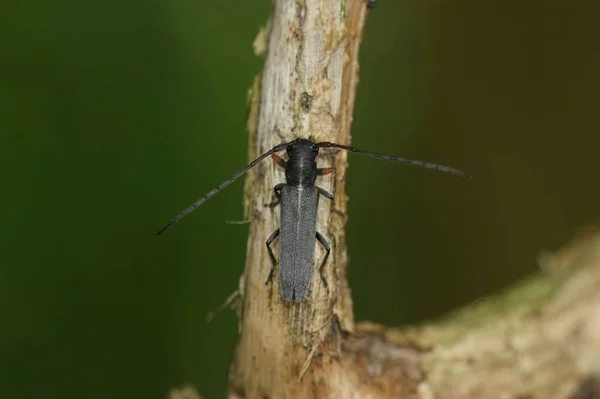 Una Macro Toma Escarabajo Umbelífero Cuerno Largo Phytoecia Cylindrica —  Fotos de Stock