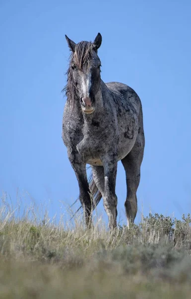 Nokota Kůň Stojící Travnaté Farmě Pod Modrou Oblohou Mccullough Peaks — Stock fotografie