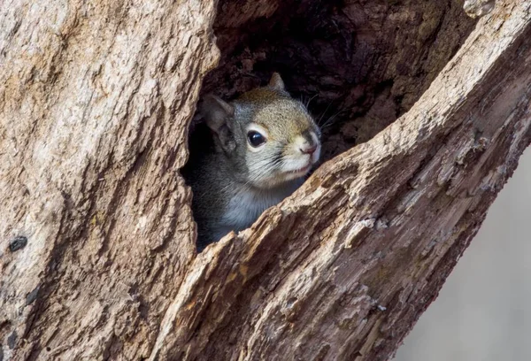 Zbliżenie Ujęcie Słodkiej Brązowej Wiewiórki Ukrywającej Się Dziurze Bagażniku Drzewa — Zdjęcie stockowe
