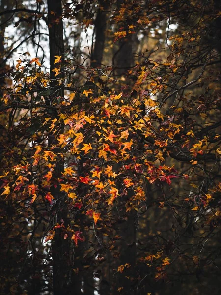 Malowniczy Widok Kolorowych Jesiennych Liści Drzewie — Zdjęcie stockowe