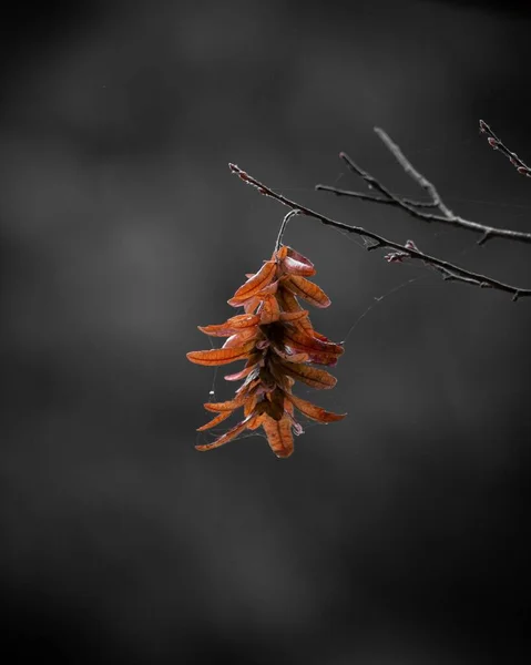 灰色の背景がぼやけた枝の上の紅葉の垂直クローズアップ — ストック写真