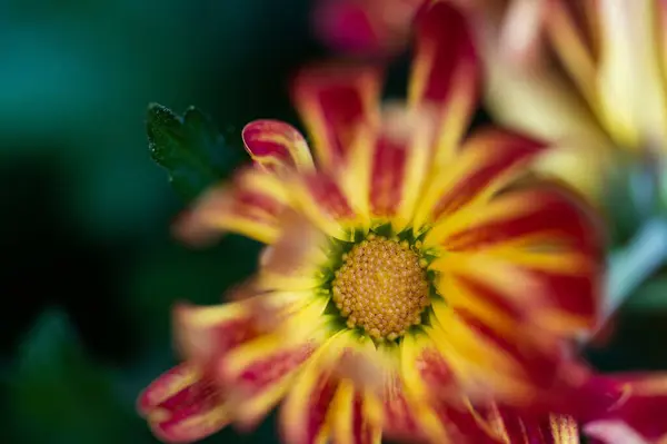Primer Plano Una Delicada Flor Crisantemo Con Hojas Verdes Sobre —  Fotos de Stock