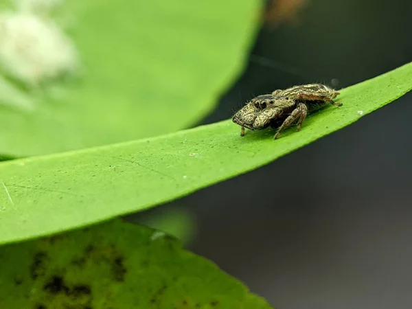 緑の葉の表面に小さな奇妙な角のクモのマクロショット — ストック写真