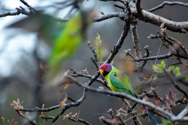 Tiro Perto Papagaio Papagaio Cabeça Flor Empoleirado Uma Árvore — Fotografia de Stock