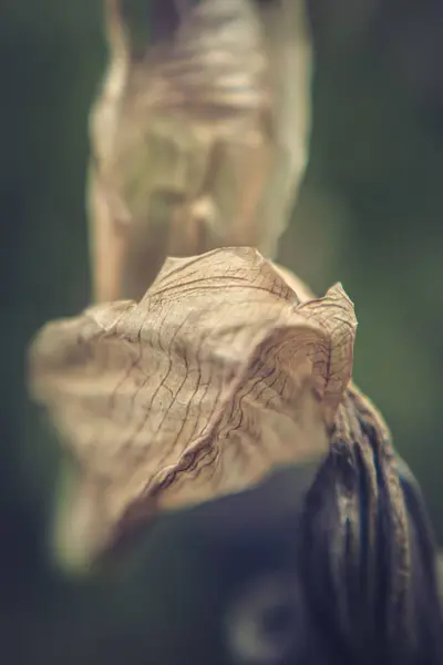 Een Verticaal Shot Van Een Purpere Bloem Florerend Tuin — Stockfoto