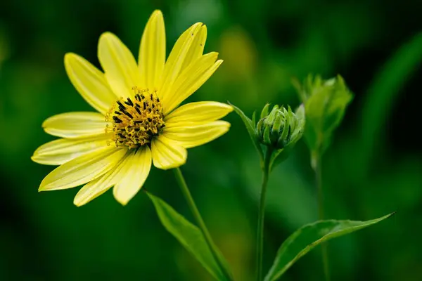 Egy Gyönyörű Közelkép Egy Sárga Százszorszép Virágról — Stock Fotó