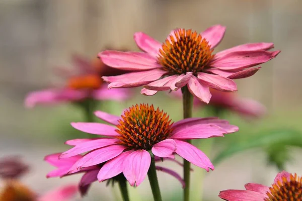 Знімок Рожевих Квіток Ехінесії Полі Розмитому Фоні — стокове фото