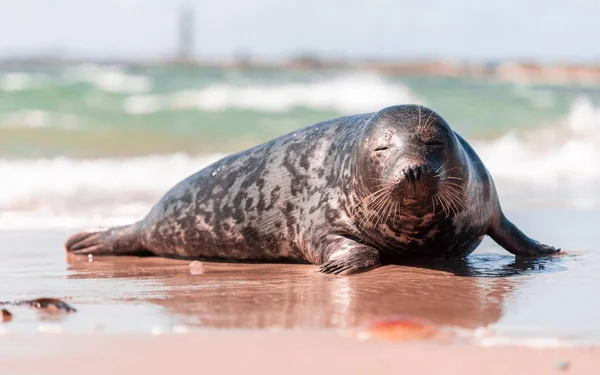 Een Close Opname Van Een Prachtige Zeehond Het Meer Denemarken — Stockfoto