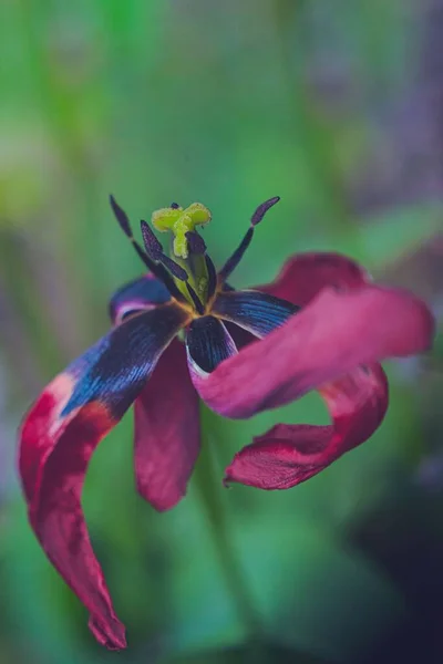 Вертикальный Макроснимок Увядающих Лепестков Фиолетового Садового Тюльпана — стоковое фото