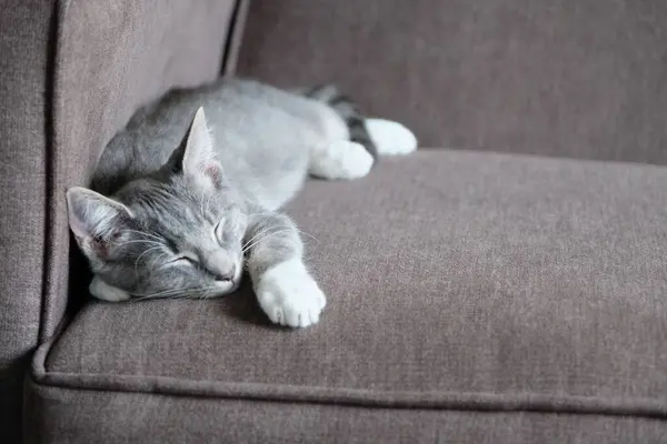 睡在沙发上的猫 — 图库照片