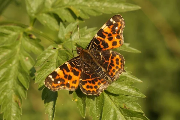 stock image Natural closeup on the colorful orange spring version of the map butterfly, Araschnia levana with spread wings in the vezgetation