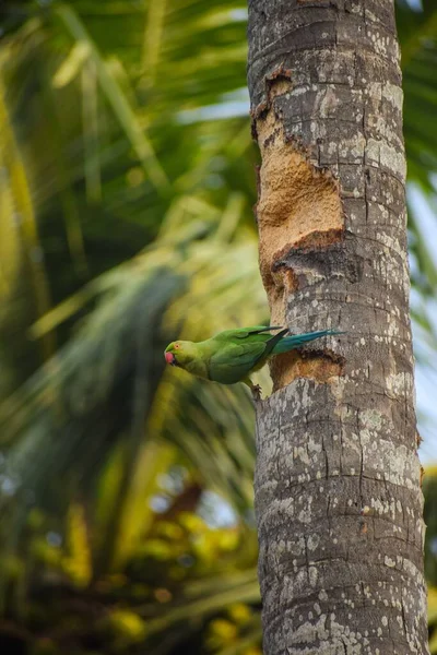 Bir Ağaç Gövdesine Tünemiş Gül Halkalı Muhabbet Kuşunun Dikey Görüntüsü — Stok fotoğraf