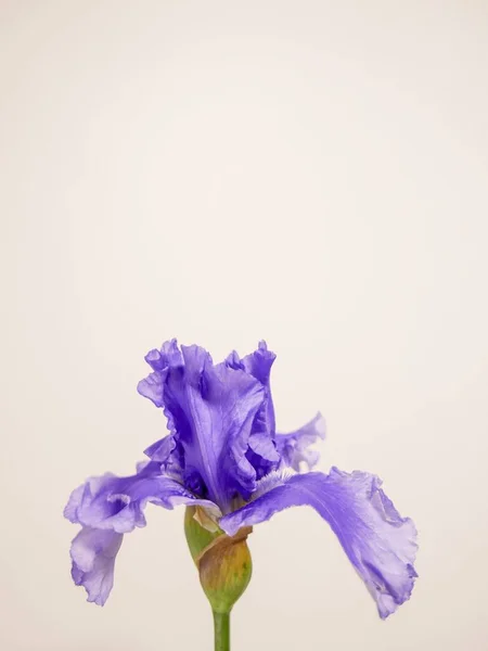 Plan Vertical Bel Iris Allemand Violet Iris Germanica Avec Mur — Photo