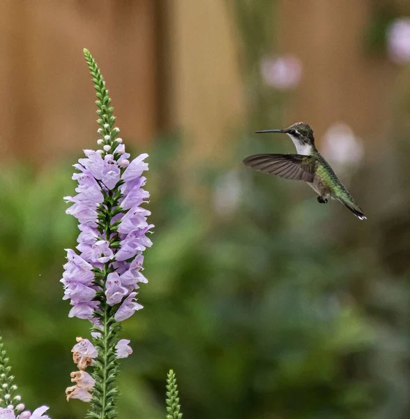 ノースカロライナ州ニューバーンの庭で食事を探しているハチドリ — ストック写真