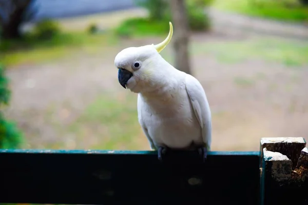 松葉杖の鳥のクローズアップショット — ストック写真