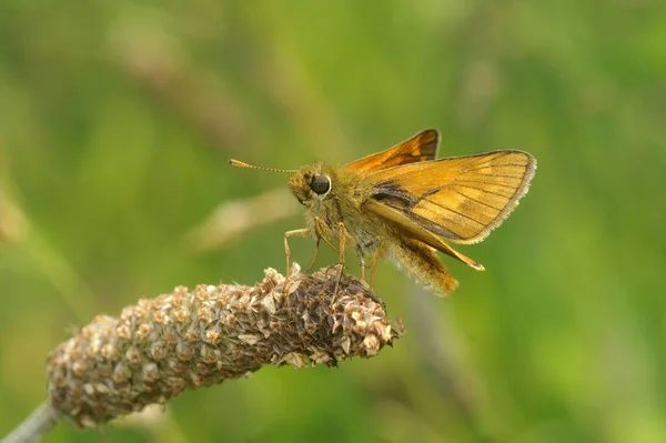在野花上的一个大的队长蝴蝶的宏观镜头 — 图库照片
