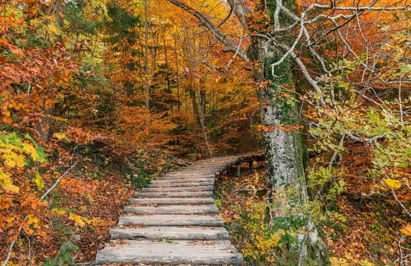Piękny Krajobraz Drewnianego Chodnika Spokojnym Żółtym Jesiennym Lesie — Zdjęcie stockowe