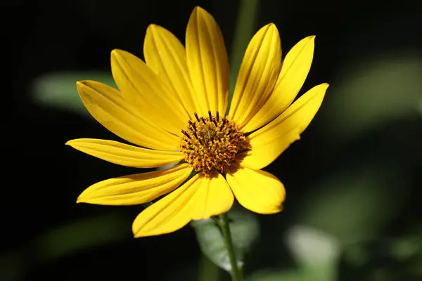 在阳光灿烂的日子里一朵黄菊花的宏图 — 图库照片