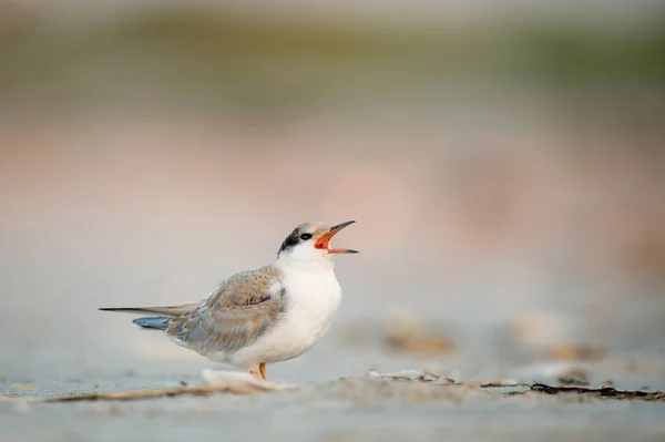 Pássaro Tern Comum Empoleirado Costa Arenosa — Fotografia de Stock