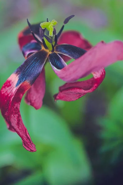 Una Macro Toma Vertical Los Pétalos Marchitos Tulipán Jardín Púrpura — Foto de Stock