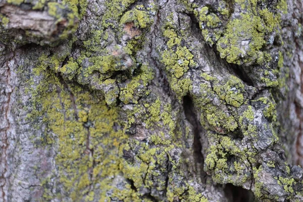 Крупный План Лишайника Коре Дерева — стоковое фото