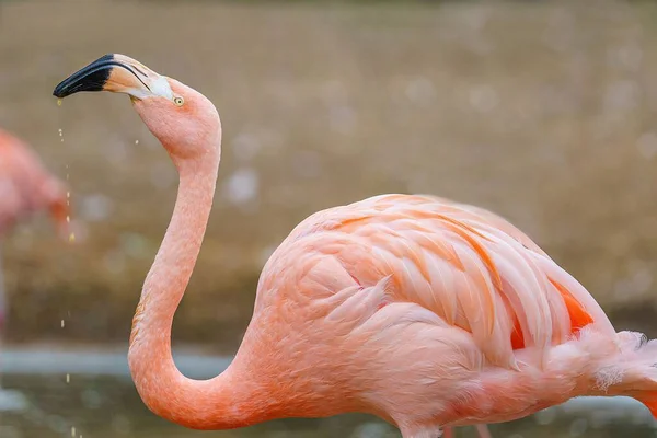 Selective Focus Shot Pink Flamingo Drinking Water River — Stock Photo, Image