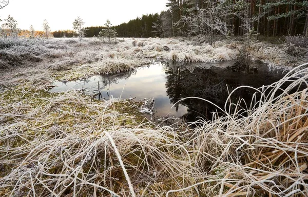 Una Hermosa Toma Pantano Hierba Seca Invierno —  Fotos de Stock