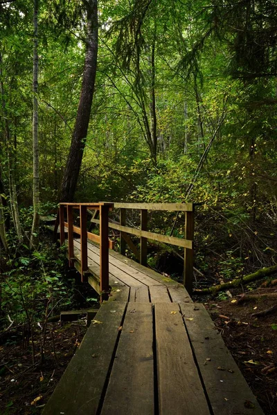 Eine Vertikale Aufnahme Eines Holzstegs Durch Den Wald — Stockfoto
